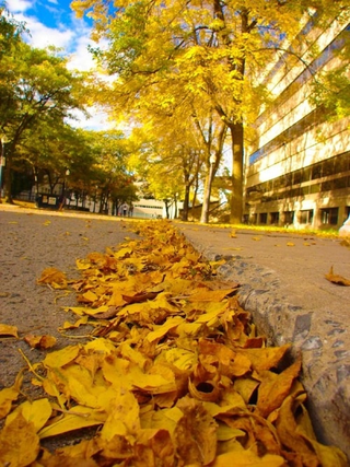 Illustration for article titled Shooting Challenge Fall Leaves Gallery 6